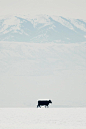 asthmas:

Jennifer Meyers, Single cow in winter
