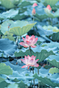 Pink lotus flowers among green leaves