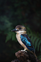 azuroworld:



Blue winged Kookaburra by Cloudtail | Azuro