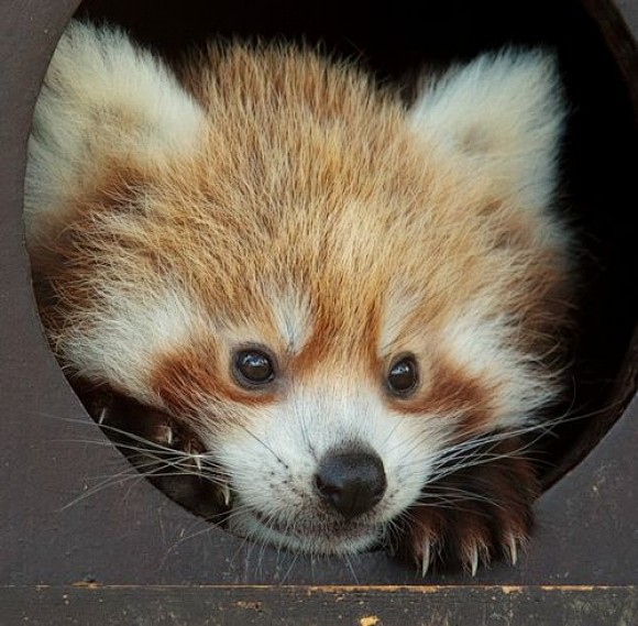 Peek A Boo! | Cutest...