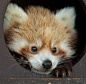 Peek A Boo! | Cutest Paw 小熊喵