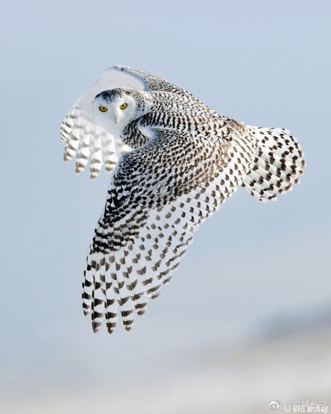 雪鸮（学名：Bubo scandiaca）是鸱鸮科的一种大型猫头鹰，头圆而小，面盘不显著，没有耳羽簇。嘴的基部长满了刚毛一样的须状羽，几乎把嘴 ...