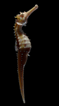 Hippocampus Histrix - Spiny Seahorse, Neal Biggs : Spiny Seahorse 

Took me a bit to figure out what species I wanted to create...  I didn’t know there were so many types.  Seahorses are pretty weird!  Fun to read about. I hope you like it.