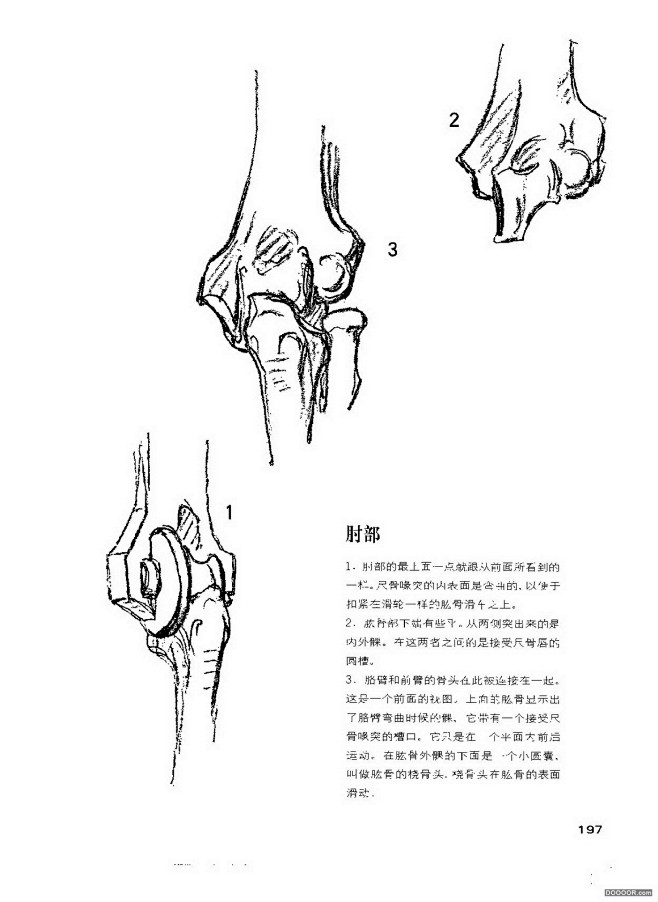 伯里曼人体结构绘画 (202).jpg