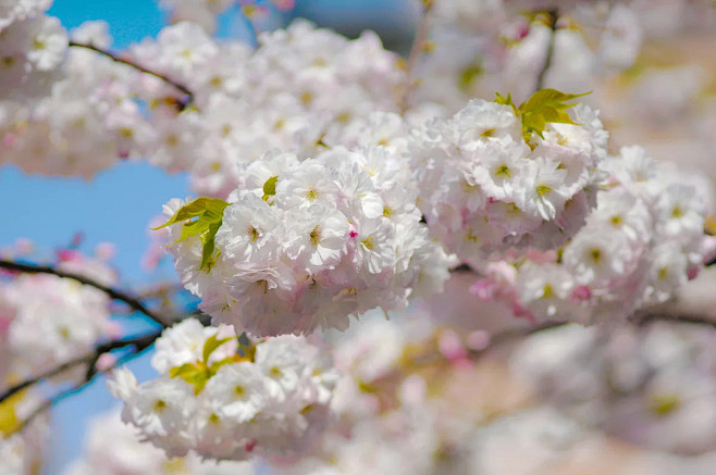 那年早春樱花