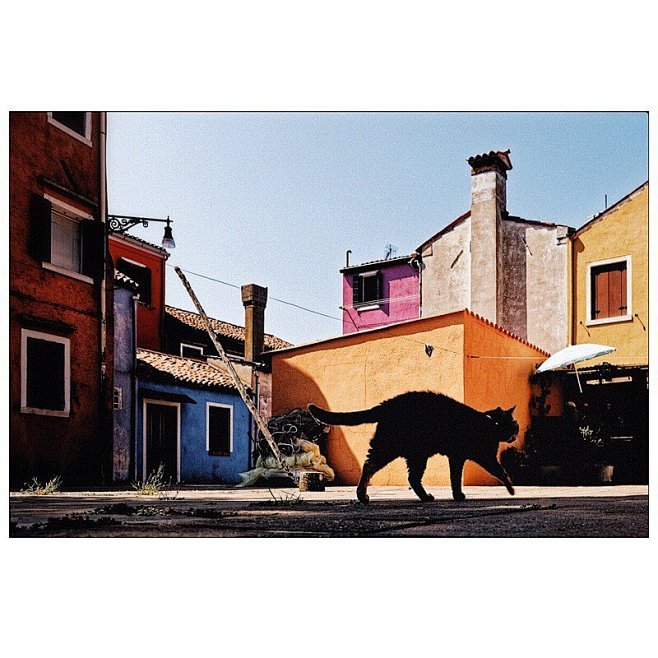 | 布拉诺街头的猫 