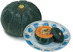 产品目录,南瓜种子,西甜瓜种子,胡萝卜种子,大葱种子,上海惠和种业有限公司