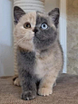 可爱 猫咪