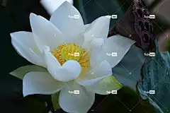 白色的 莲花 花 花壁纸 自然 花卉背景 美丽的花朵 开花