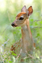 What a pretty fawn: 