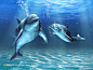 海洋生物海豚摄影
