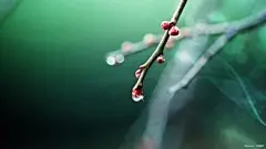 最护眼电脑桌面壁纸_百度图片搜索