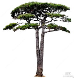 一水景观采集到植物素材