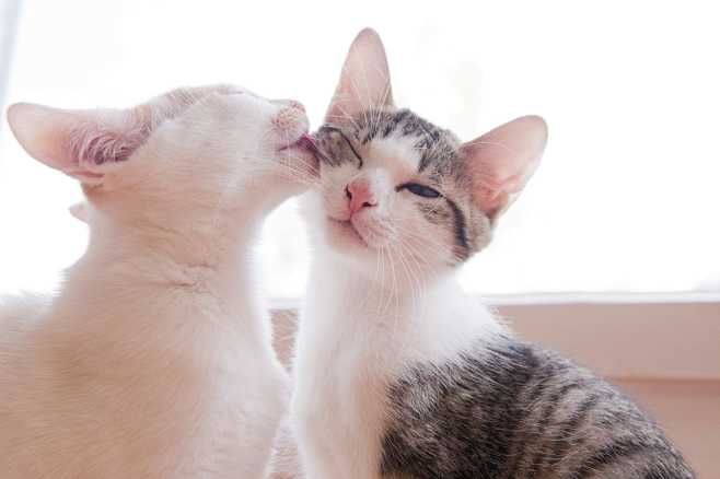Kitten Licking anoth...