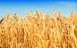 Wheat_02013