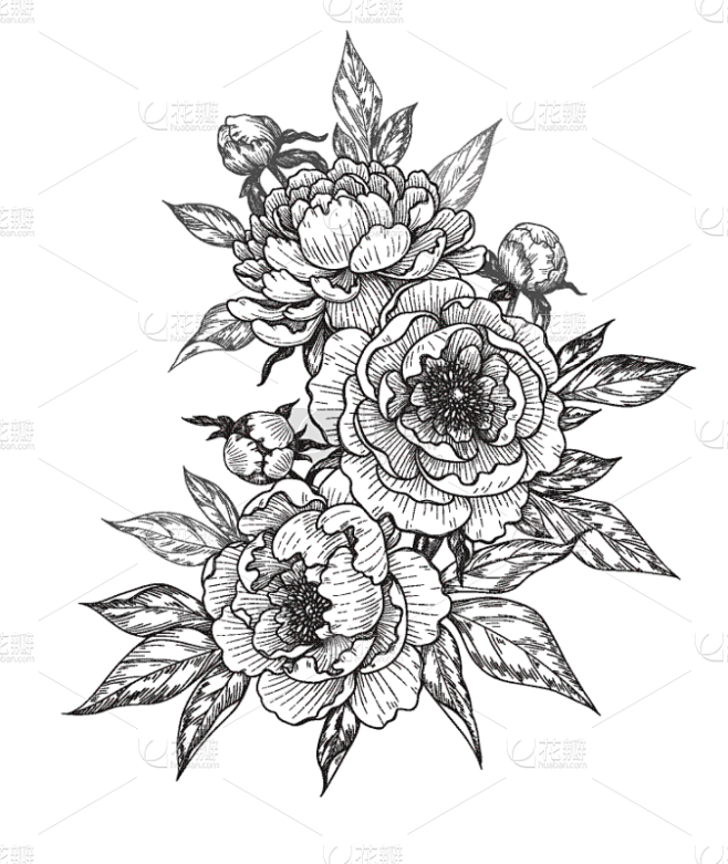 牡丹,花蕾,叶子,玫瑰,贺卡,背景分离,...