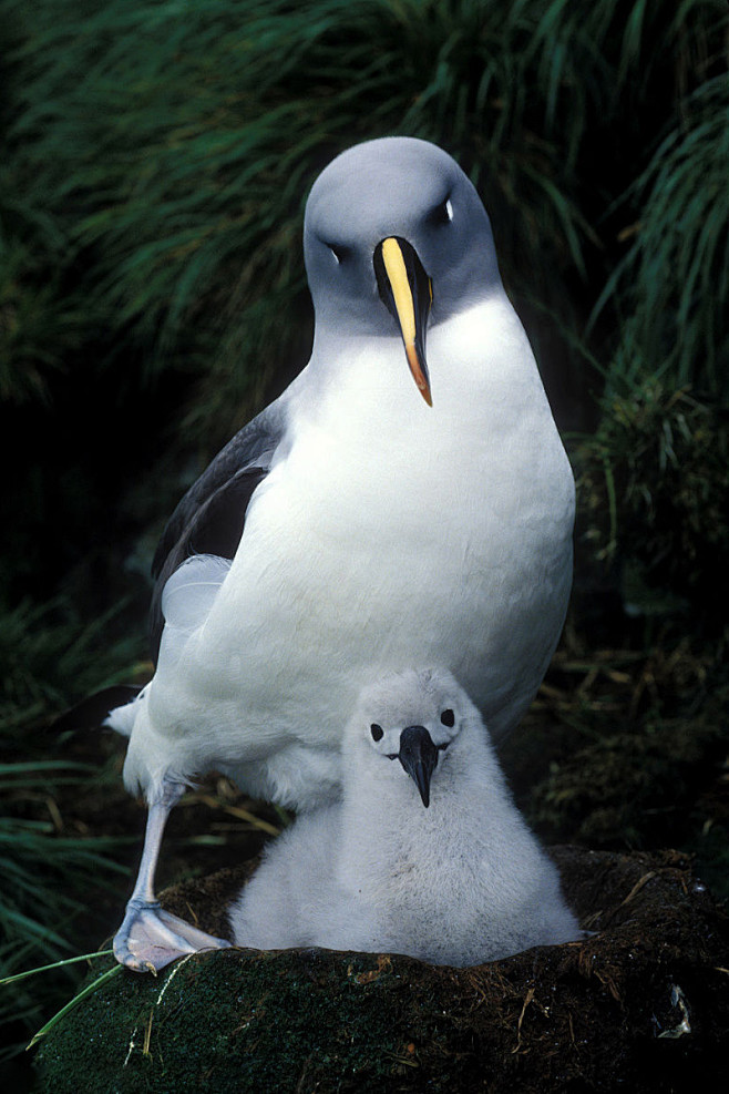 鹱形目信天翁科小信天翁属灰头信天翁