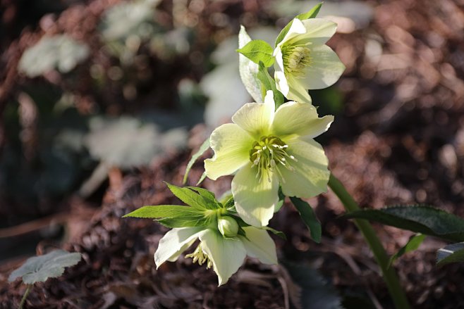 五颜六色的藜芦鲜花