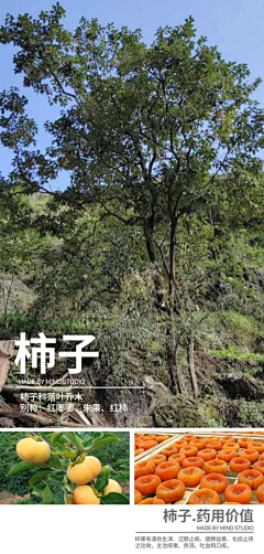 710的大小伙采集到乔木
