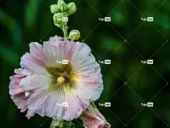 蜀葵 花壁纸 美丽的花朵 自然 花 锦葵家族 开花 花卉背景 芽