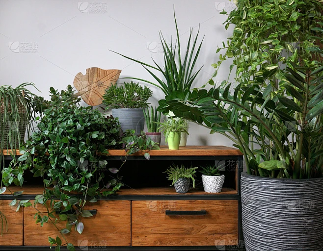 不同的室内植物点缀在客厅的餐桌上，时尚的居家花园绿色工业室内组成。城市丛林的室内植物。杂志绿色概念。素材-花瓣网