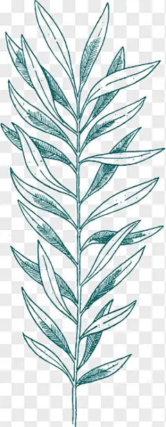 唯美森系绿色植物手绘png漂浮素材➤来自 PNG搜索网 pngss.com 免费免扣png素材下载！手绘#绿植#ins风#文艺#唯美#