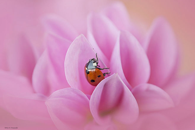 Ladybug on Pink Dahl...