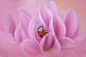 Ladybug on Pink Dahlia... by Silvia Sanseverino on 500px