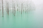 美瑛青池（Blue pond）位于北海道美瑛川左岸，因拦截火山岩浆修建的水坝截流而成，在阳光下，池水会反映出蓝色，故而得名。 青池（Blue pond）位于北海道美瑛川左岸，因拦截火山岩浆修建的水坝截流而成，在阳光下，池水会反映出蓝色，故而得名。
  