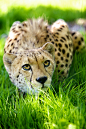 Poised and Ready by Mark Bridger