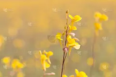 黄色,稻田,野花,狸藻,金色,仅一朵花,自然,狸藻类植物,水平画幅,小的