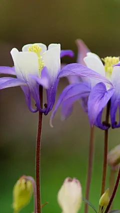 耧斗菜猫爪花蓝色花朵i手机壁纸