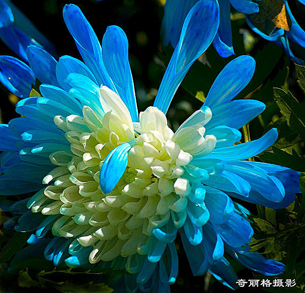 蓝宝石菊花