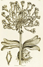 Delicate Amaryllis - Amaryllis orientalis - John Hill - Kew Gardens Botanical Prints - Kew Botanical Prints