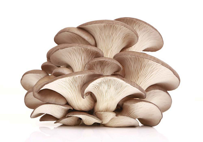 新鲜的蘑菇食物高清图片