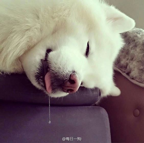 同属雪橇三傻，其实萨摩耶和二哈一样也有一...