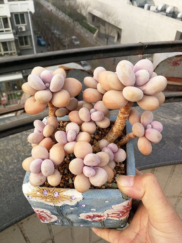 多肉植物