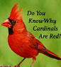 Why Are Cardinals Red? – ~ When Life is Good ~