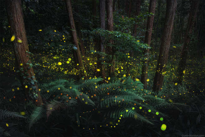 fireflies