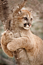 Cougar