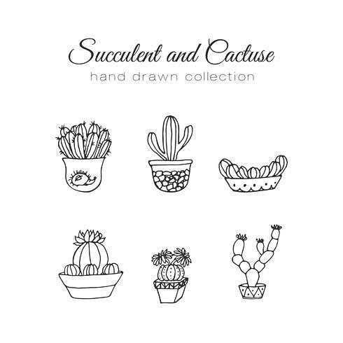 Cactus illustration....
