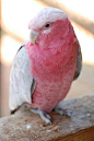This #pink bird transformed into a Naughty Girl -#naughtybynature