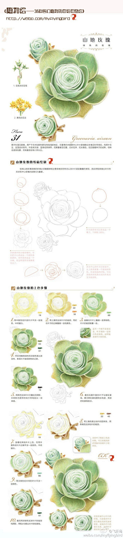 苏经年采集到彩铅植物