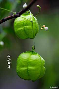 花满楼525采集到那些花儿