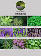 用这些蔬菜！！种出特色花园 - 小红书