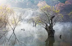 花非花，雾非雾。
夜半来，天明去。
来如春梦不多时，去似朝云无觅处 ​​​​