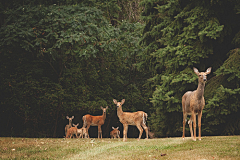 翻翻king采集到deer