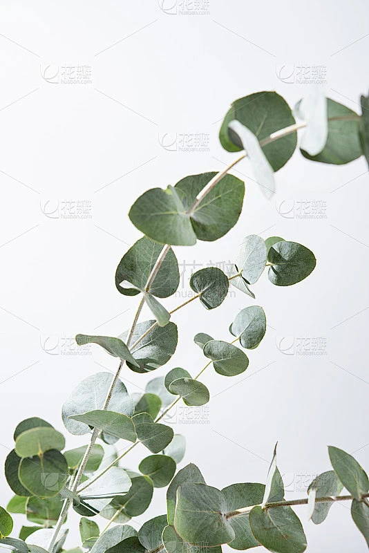 桉树的树枝上浅灰色的背景接近。本空间素材-花瓣网