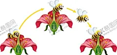 蜜蜂 【酷图网】蜜蜂,蜂蜜,昆虫,手绘,插画,Ai矢量,图片素材