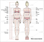 女性身体测量图表。缝纫服装人体测量方案。女性形象: 正面和背面的看法。内衣模特矢量.